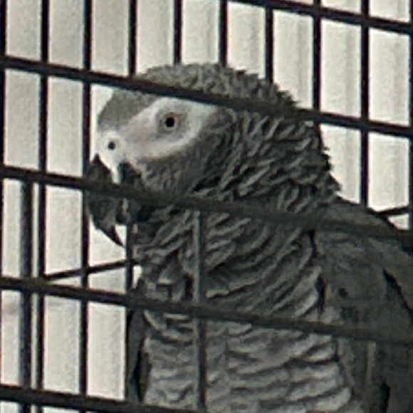 cacarico